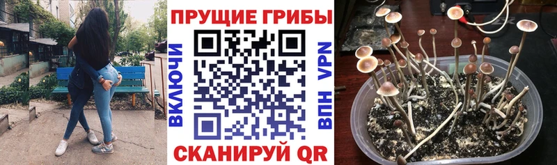 где продают наркотики  дарк нет официальный сайт  Галлюциногенные грибы прущие грибы  Старый Оскол  кракен ONION 